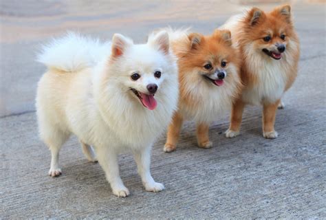 Pomeranian Dogs | Dog Breeds