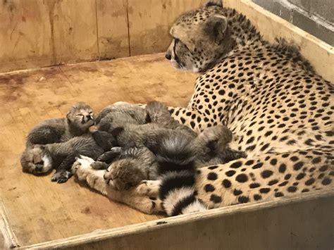 St. Louis Zoo Welcomes Eight Adorable Cheetah Cubs