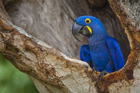 The amazing Hyacinth and Lear's macaws in Brazil - South Quest Safaris