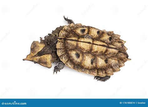 Top View of a Mata Mata, Turtle, Chelus Fimbriata, Isolated Stock Photo ...