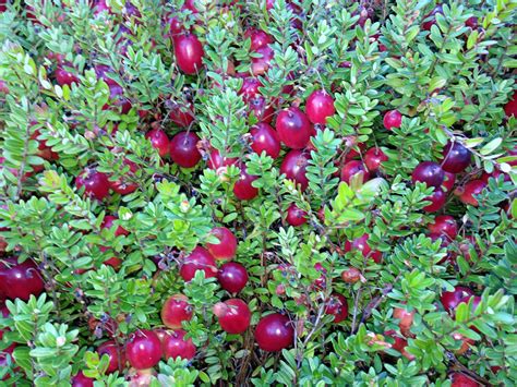 How to Use The Cranberry Plant Phenology Growing Degree Day Model - Pest Prophet Blog