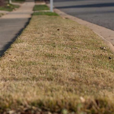 Why it’s OK to let your lawn go dormant | Grass species, Drought tolerant grass, Lawn