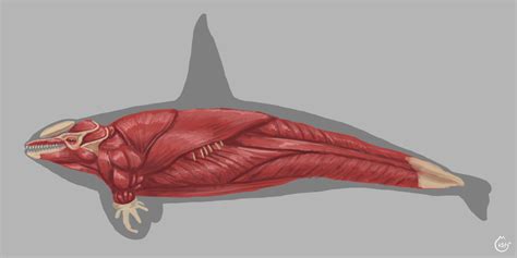 Killer Whale Skeleton Diagram