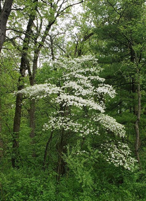 Cornus florida - Bird Gardens