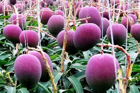 Purple Mango: Use, Health Benefits, And Why Its The Worlds Costliest Mango