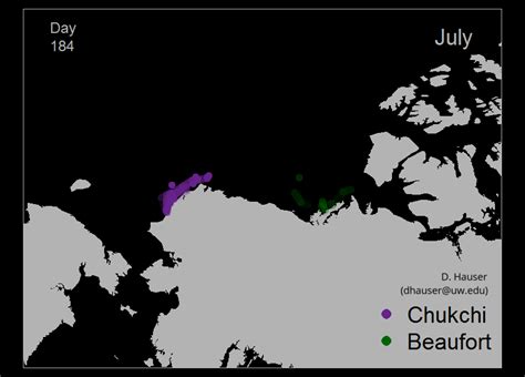 Beluga whales: Loss of Arctic sea ice due to climate change disrupts ...