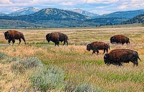 Herd of Buffalo in a Golden Field Near Mountains Stock Photo - Image of ...