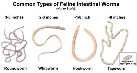 Heartworm | Animal Clinic of Billings