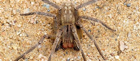 The Deadly Brazilian Wandering Spider | Critter Science