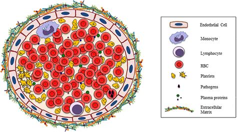 Labelled Red Blood Cell Structure