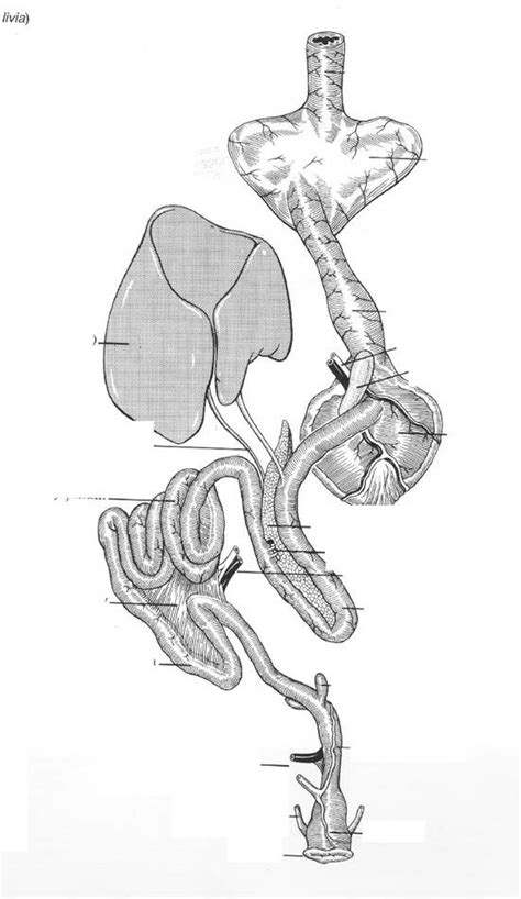 Avian Digestive System Diagram | Quizlet