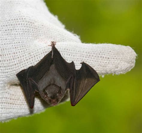 Vanishing point: Bumblebee bat is world’s smallest; it’s also at risk | Zorro volador ...