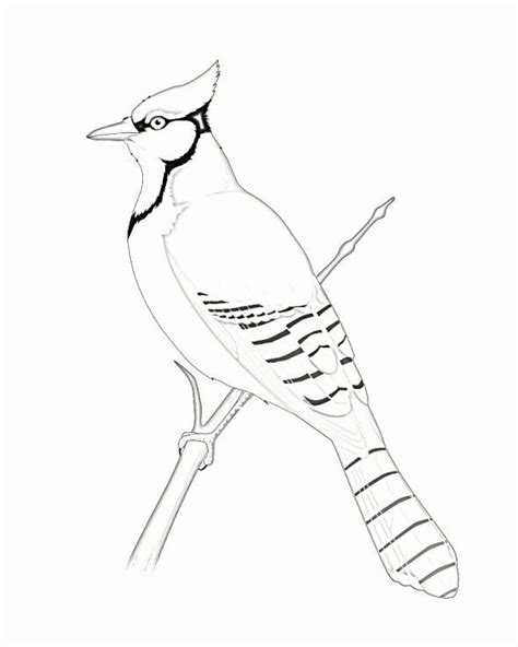 √ Blue Jay Bird Coloring Pages : Blue Jay Bird Coloring Vector ...