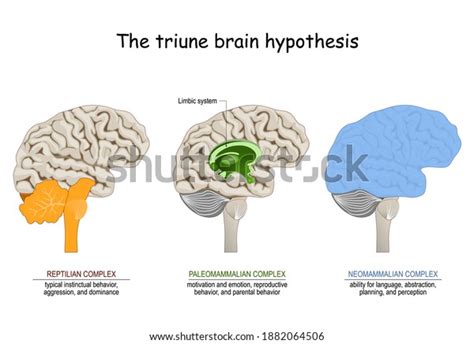 Triune Brain Hypothesis Theory About Evolution Stock Vector (Royalty ...