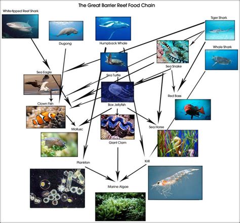 Symbiotic Relationships - Extraordinary Coral ReefsBy Tara Kohli