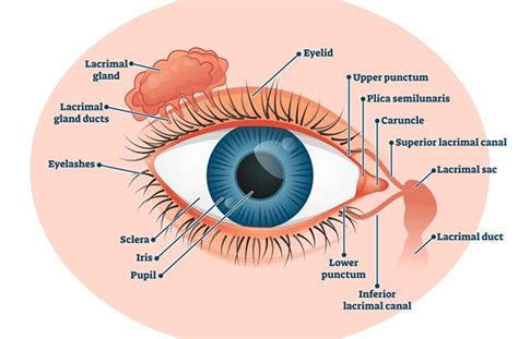 Swollen Lacrimal Gland