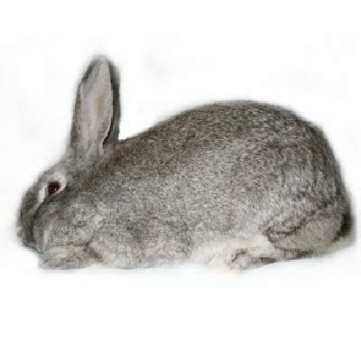 Giant Chinchilla Rabbits | USA Rabbit Breeders