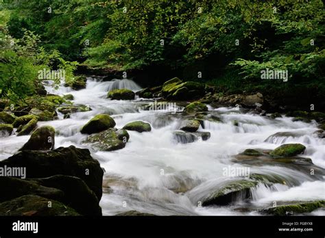 River Flowing At Forest Stock Photo - Alamy