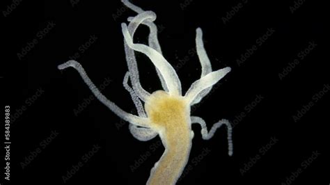 Freshwater Hydra, Hydrozoa and Infusoria Kerona polyporum, family ...