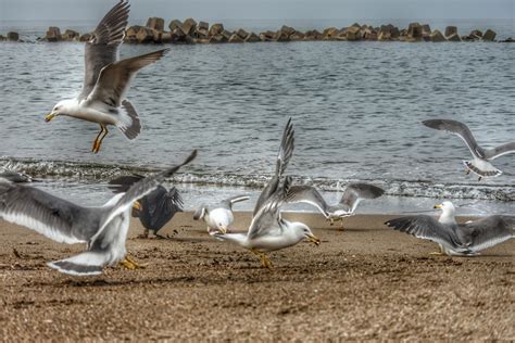 Gambar : pantai, sayap, gelombang, hewan, Burung laut, camar ...