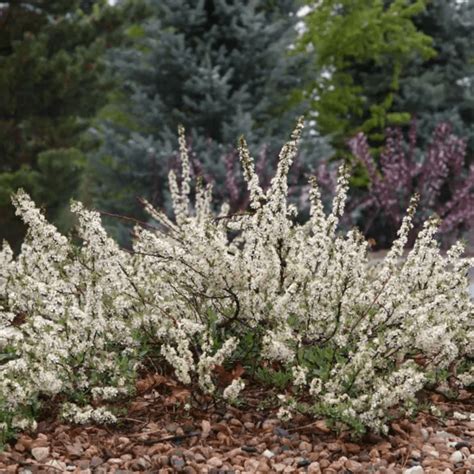 Grow a Sand Cherry Shrub for Spring Pollinators - Birds and Blooms