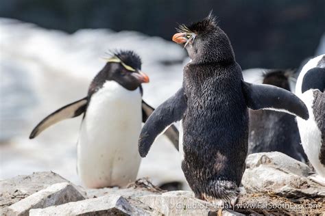 Falkland Islands Wildlife | Falklands nature photo trip | Far South Exp