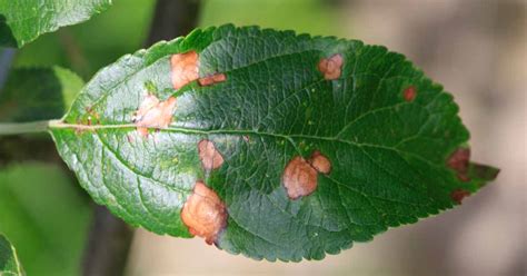 How to Control Apple Black Rot and Frogeye Leaf Spot