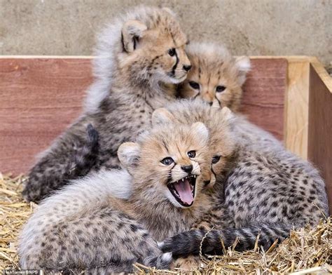 Wildlife park in Wiltshire celebrates the birth of four rare cheetah ...