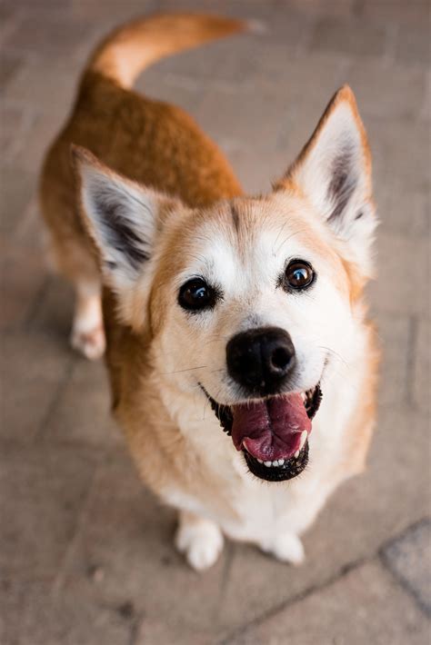 Jillian the Corgi/Shiba Inu. Bowling Green Ohio Pet Photography ...