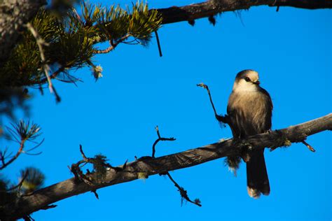 Canada's National Bird Shouldn't Ruffle Any Feathers - Calgary Guardian