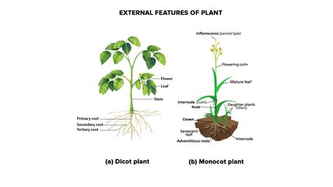 Angiosperm Monocot Examples