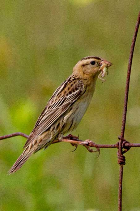 East Gwillimbury CameraGirl: Bobolinks/Wild Bird