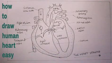 Human Heart Drawing Step By Step