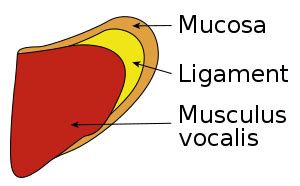 Falsetto - Wikipedia