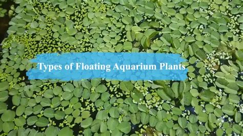 Types of Floating Aquarium Plants: Know the Best Types