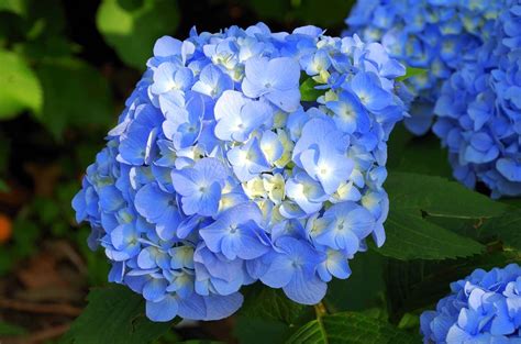 Blue Hydrangea - Blue Hydrangea Care and Info