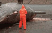 Exploding Whale Gif GIFs | Tenor