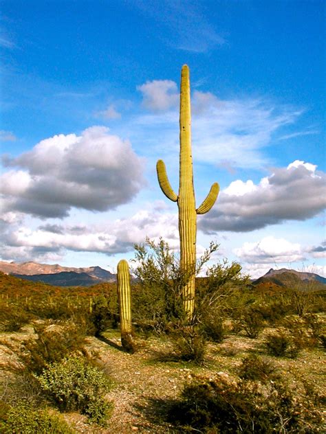 Cacti of the Southwest (Photographs) - WanderWisdom