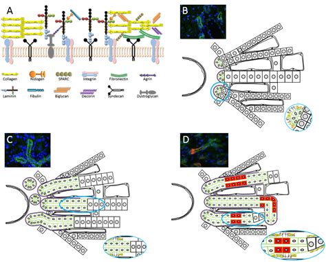 Adult Hepatic Progenitor Cells | IntechOpen