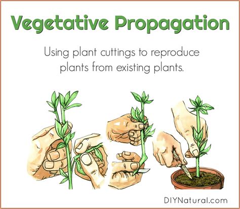 Today we'll discover vegetative propagation (plant cuttings) that ...