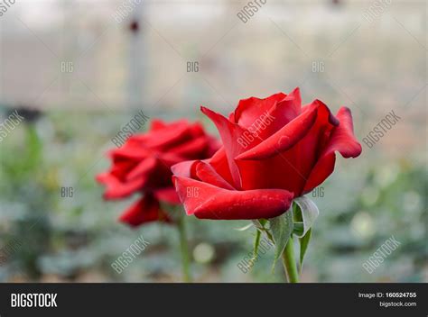 Red Roses Symbol Love Image & Photo (Free Trial) | Bigstock