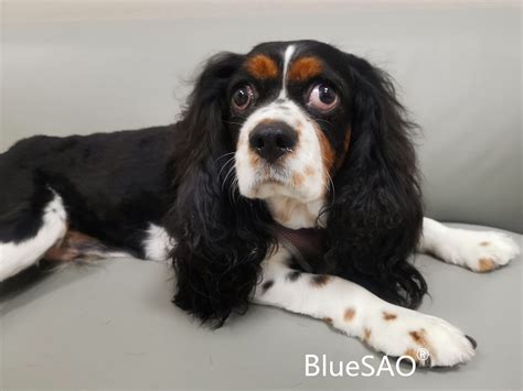 20220727-【Canine Hip Dysplasia】a Cavalier King Charles Spaniel, THR ...