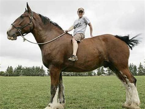 Now this is a BIG horse! | Big horses, Clydesdale horses, Horse breeds