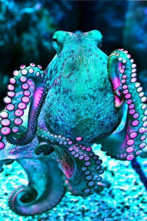 Turquoise Octopus Wallpaper - Wallpaper Sun