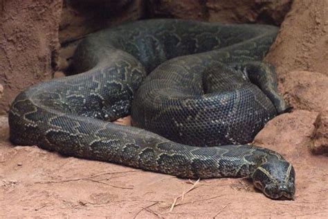 The African Rock Python is the largest snake in Africa and is among the 6 largest snakes in the ...