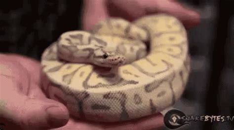 Sua Cobra Falsiane Invejosa GIF - Snake Hiss Ahhh - Discover & Share GIFs