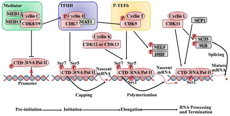 IJMS | Free Full-Text | The Roles of Cyclin-Dependent Kinases in Cell ...