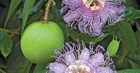 Temperate Climate Permaculture: Permaculture Plants: Maypop