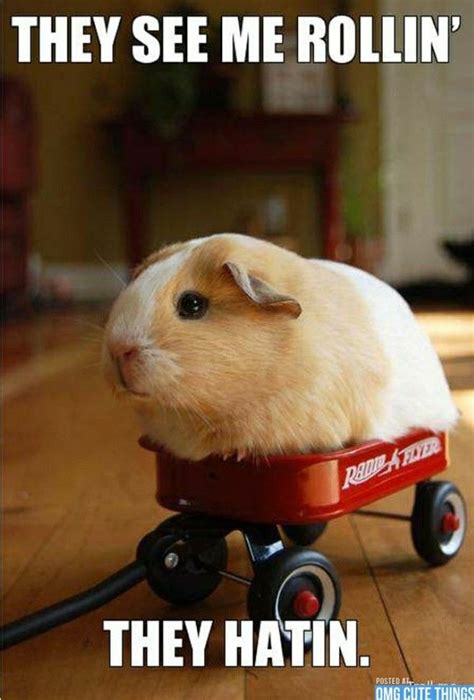 Pin by Lily Visna on Pewdie :P | Guinea pigs, Funny animals, Funny animal pictures