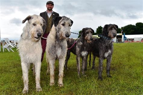 Honley Agricultural Show - Photos of Yorkshire